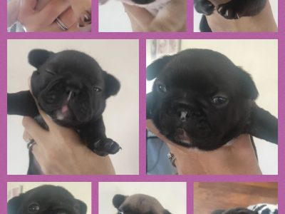 French Bulldog Puppies