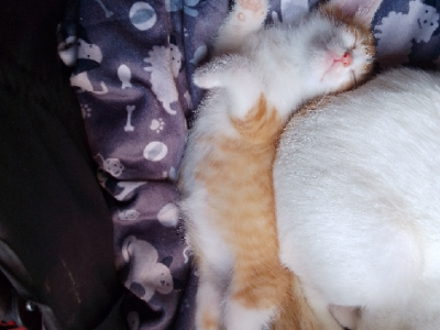 Male kitten 1½ Months