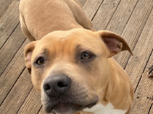 Staffordshire – Belle