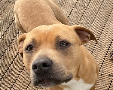 Staffordshire – Belle