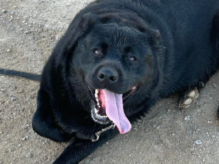 Border Collie cross rotweiler