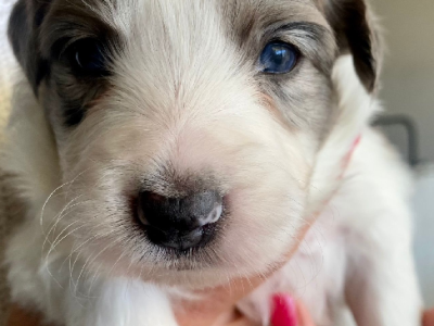 Border Collie Puppies READY NOW