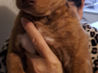 10week old puppies – American Staffy x Kelpie