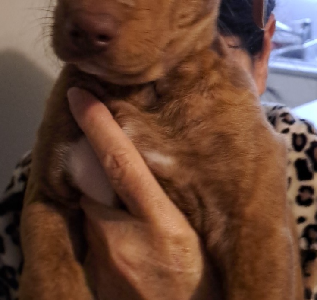 10week old puppies – American Staffy x Kelpie