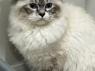 ADORABLE kitten 5 months old