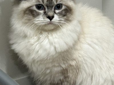 ADORABLE kitten 5 months old