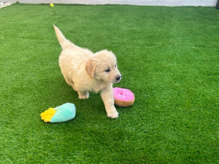 Golden retriever puppy for sale