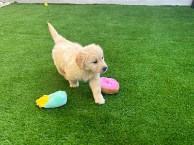 Golden retriever puppy for sale