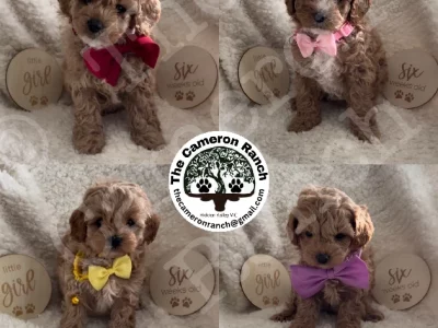 Theodore (Toy Cavoodles) Registered with Pedigree Papers