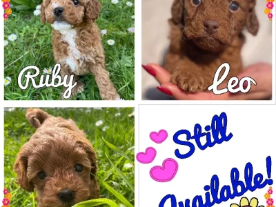 Gorgeous Toy Cavoodles