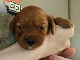 F1 Cavoodles Chestnut & Teddy-Bear Brown coloured