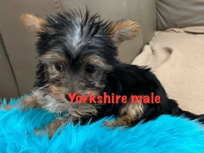 Yorkshire Terrier – Rooty Hill