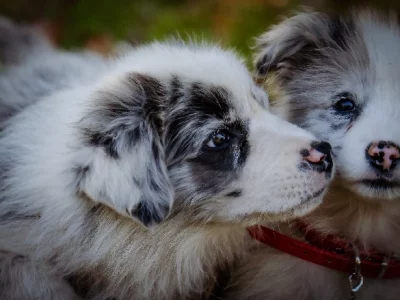 Border Collie – Loretta Carroll