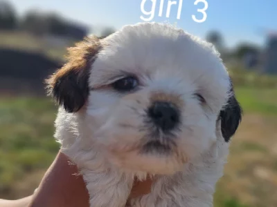 DNA tested Maltese Shih Tzu pups