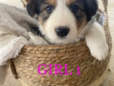 Purebred Border Collies