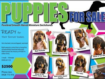 Purebred Shorthaired Puppies for Sale