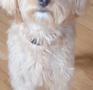 F1B poodle x maltese Puppies