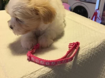 Maltese Shih Tzu