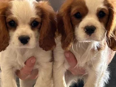 Female Cavalier King Charles Spaniel