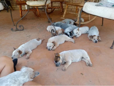 Cattle Dog Pups