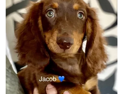 Dachshund – Bundaberg Central