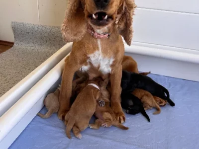 Cocker Spaniel – Tatura
