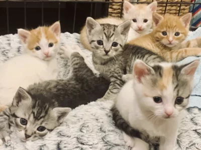 Domestic Short Hair (DSH) – Bankstown