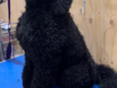 F1 Labradoodle puppies