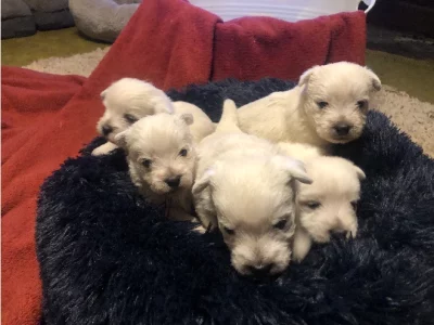 West Highland Terrier – Kilmore