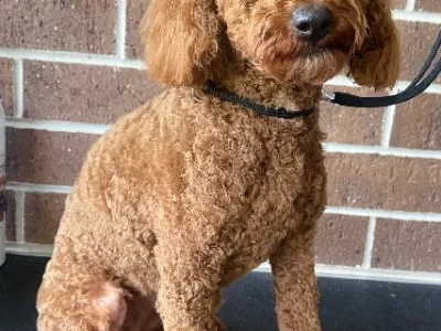 11 Month Old Toy Cavoodle🐶💖