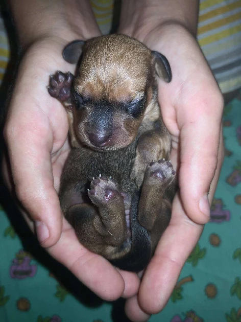 Dachshund – Olesia Belyakova