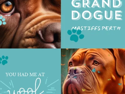 Dogue De Bordeaux – Canning Vale