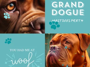 Dogue De Bordeaux – Canning Vale