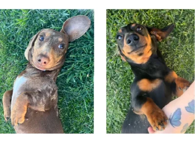 Dachshund – Yarrawonga