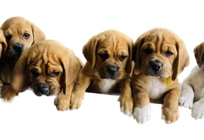 Puggle puppies for sale – Concord
