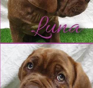 Ultimate Mastiff- Sandstone Point