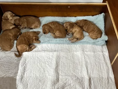 Solid Gold Cocker Spaniel Puppies