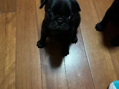 Pug – Everton Park