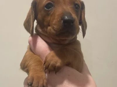 Miniature Dachshund – Sequoia Ellis