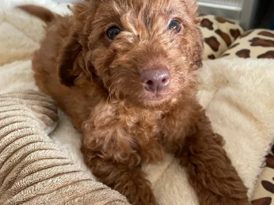 Gorgeous Teddy Toy Cavoodles