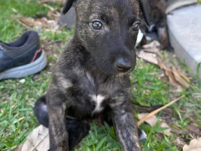 Australian Kelpie – South Golden Beach