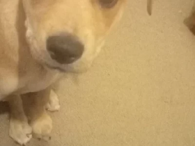 Ammo 9wks male Bullmastiff x