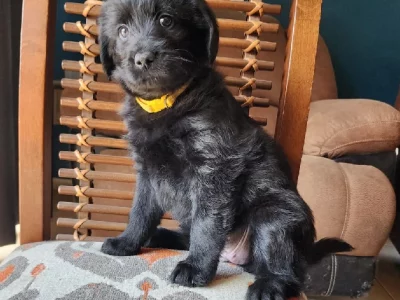 Shepadoodle Puppies – Ready Saturday!