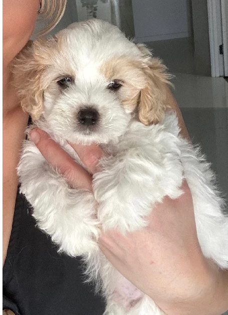 Cavoodle x moodle