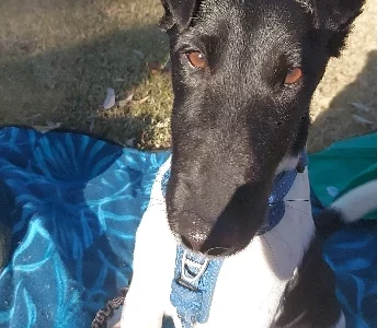 Bobby Smooth Coat Fox Terrier 🖤