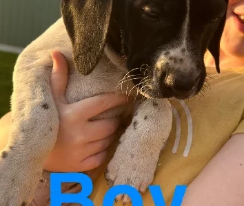 German Shorthaired Pointer Puppies