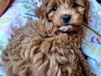 Red Cavoodle Puppy Female