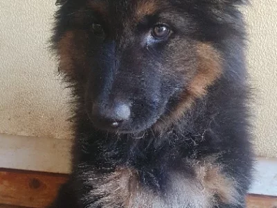 Pure German Shepherd pups available