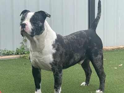 American bully for sale