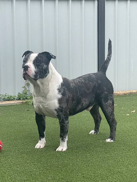 American bully for sale